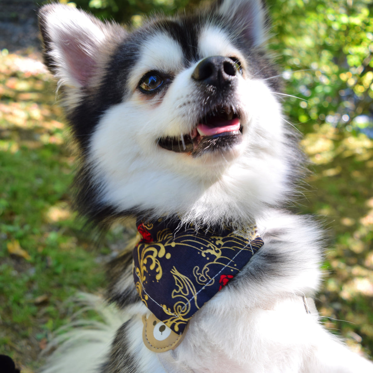 Hunde-Bandana mit verstellbarem Halsband