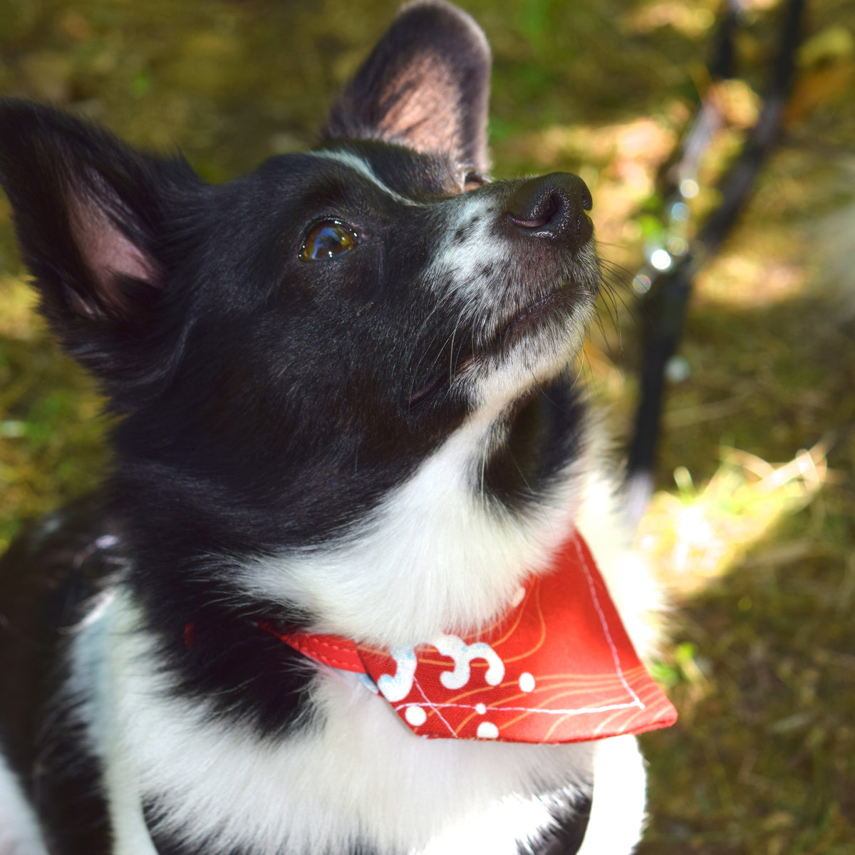 Hunde-Bandana mit verstellbarem Halsband