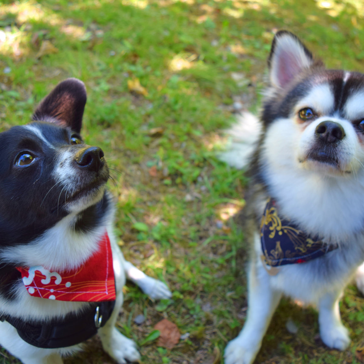 Hunde-Bandana mit verstellbarem Halsband