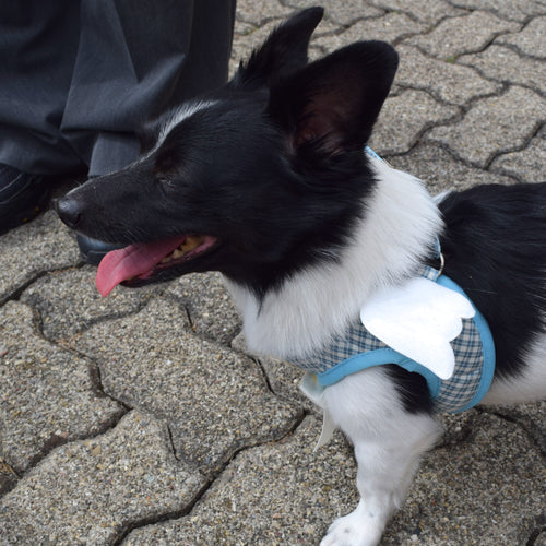 Engelsflügel-Hundegeschirr inkl. Leine