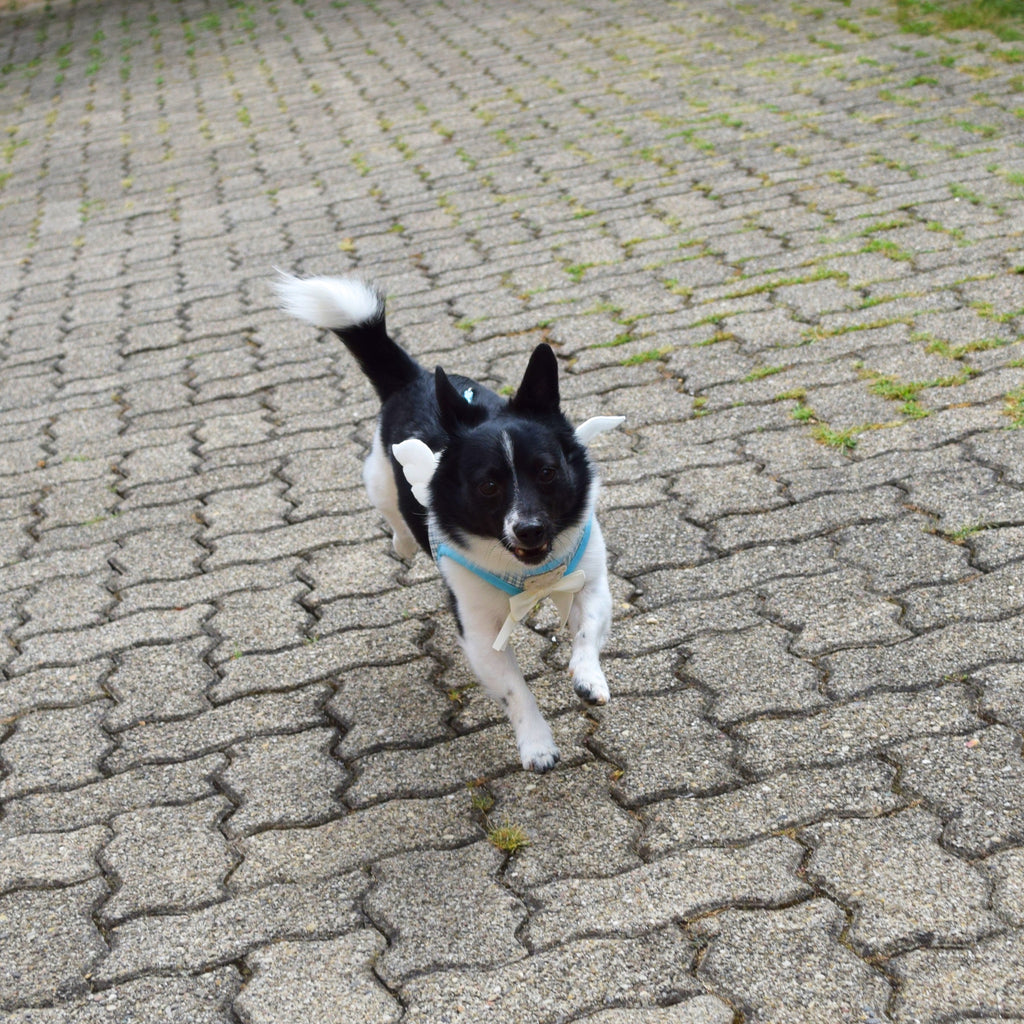 Engelsflügel-Hundegeschirr inkl. Leine
